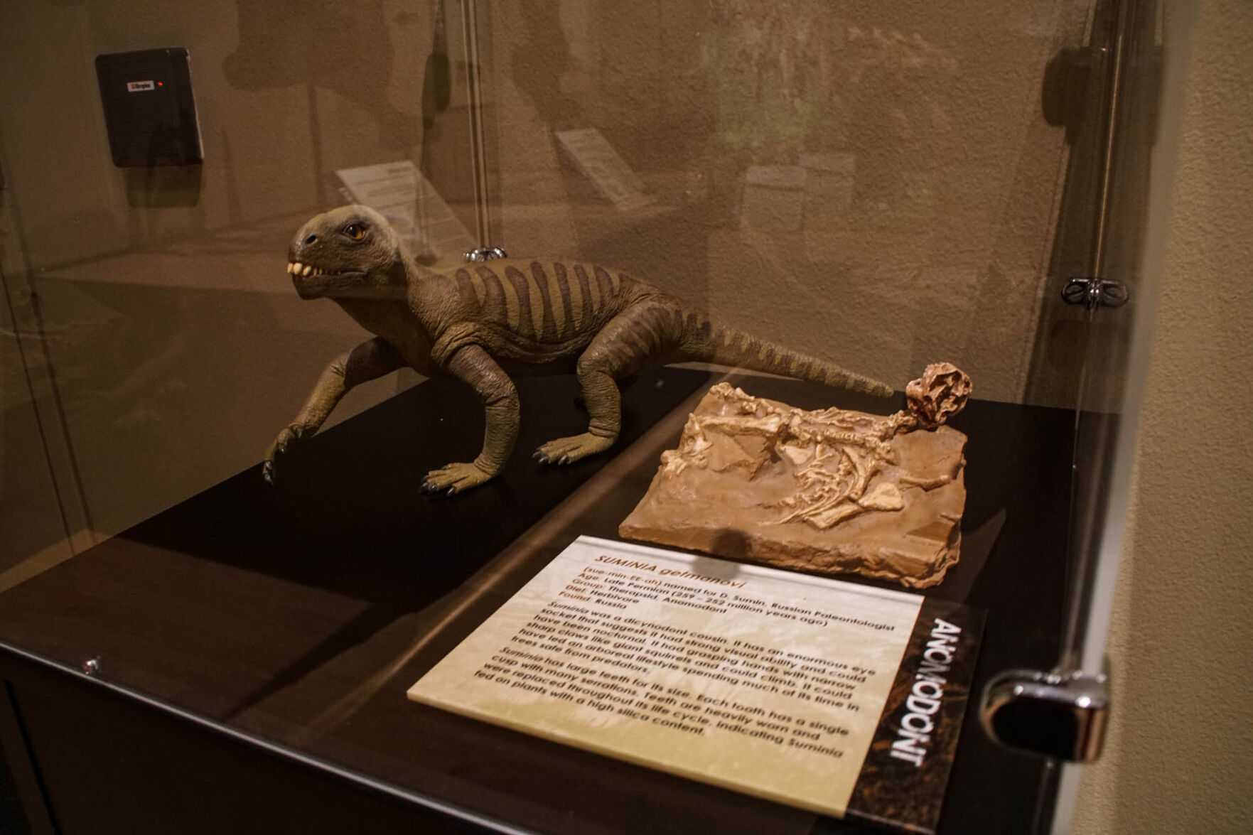 Fossil and replica
